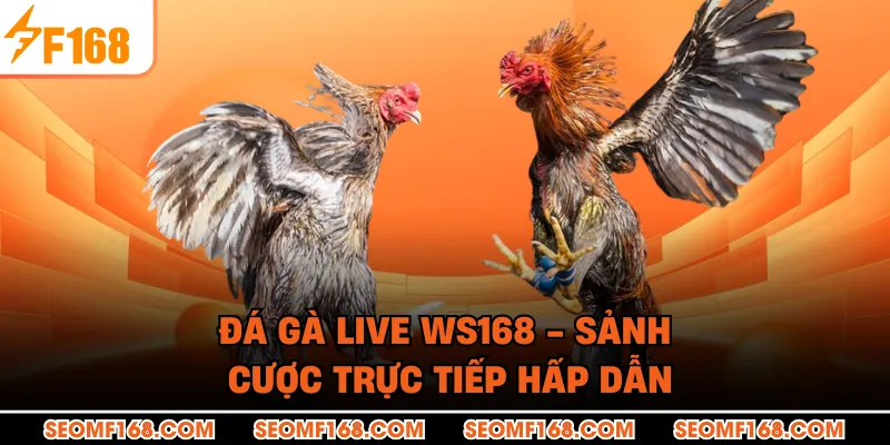 Đá Gà Live WS168 - Sảnh Cược Trực Tiếp Hấp Dẫn